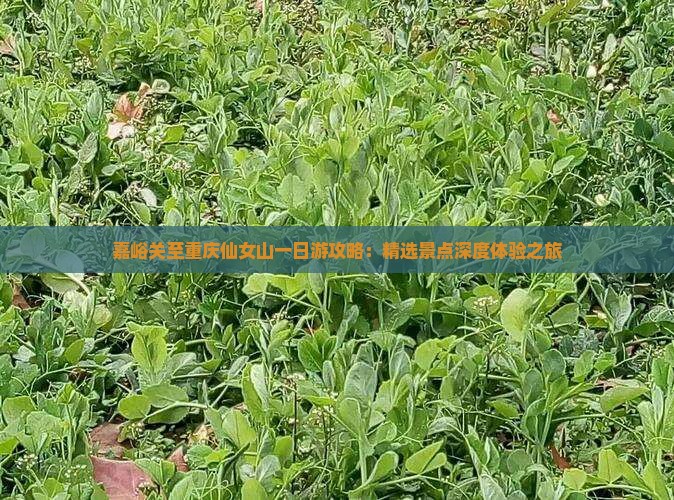 嘉峪关至重庆仙女山一日游攻略：精选景点深度体验之旅