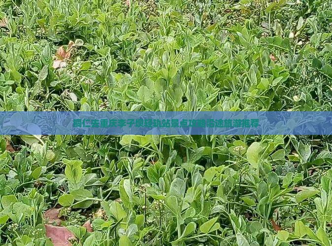 铜仁去重庆李子坝轻轨站景点攻略沿途旅游推荐