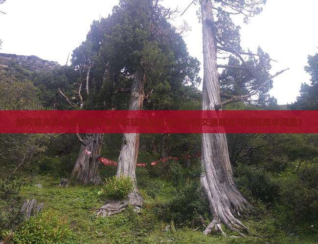 如何解决从十堰到重庆李子坝轻轨站自由行中的交通痛点与时间成本问题？