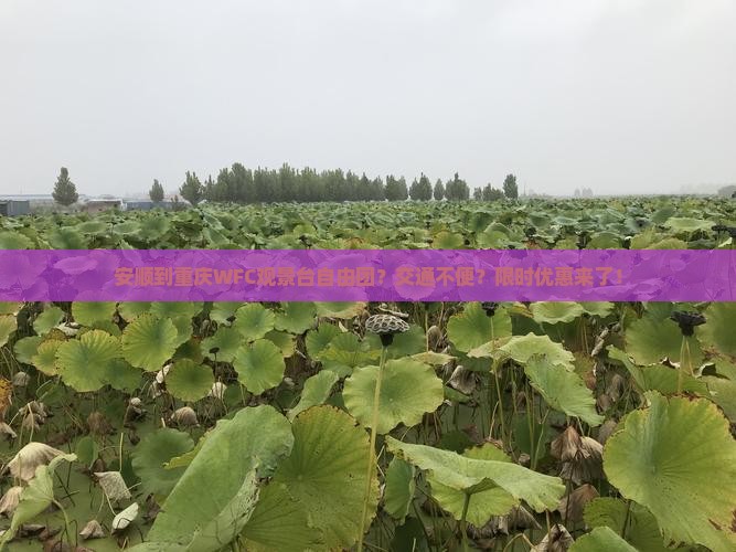 安顺到重庆WFC观景台自由团？交通不便？限时优惠来了！