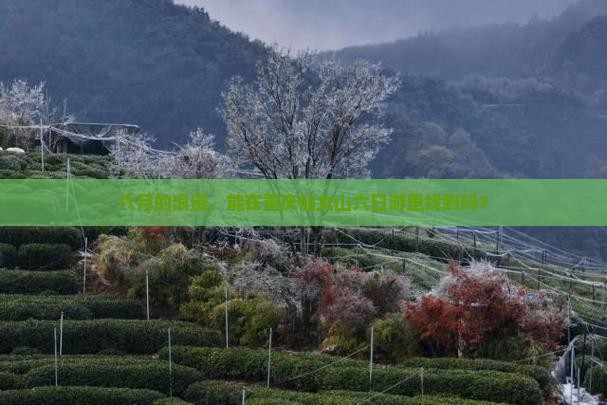 六月的浪漫，能在重庆仙女山六日游里找到吗？