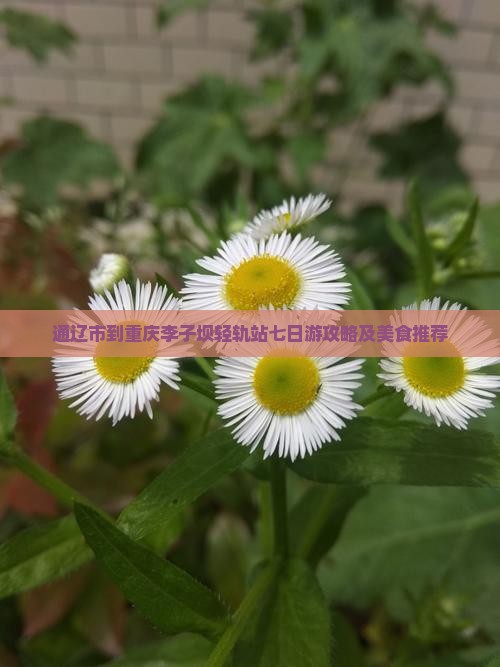 通辽市到重庆李子坝轻轨站七日游攻略及美食推荐