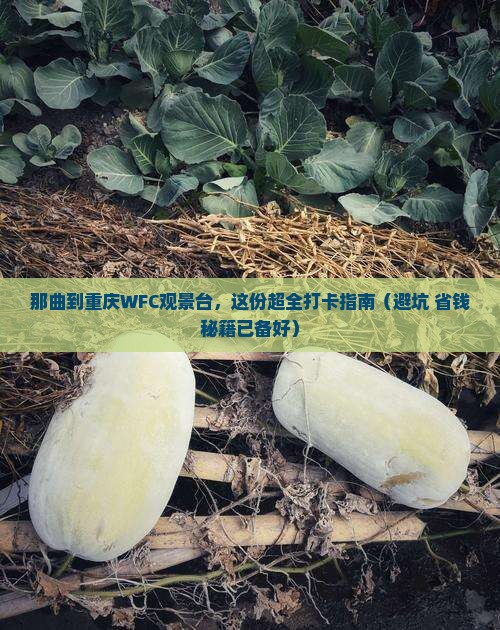 那曲到重庆wfc观景台景点