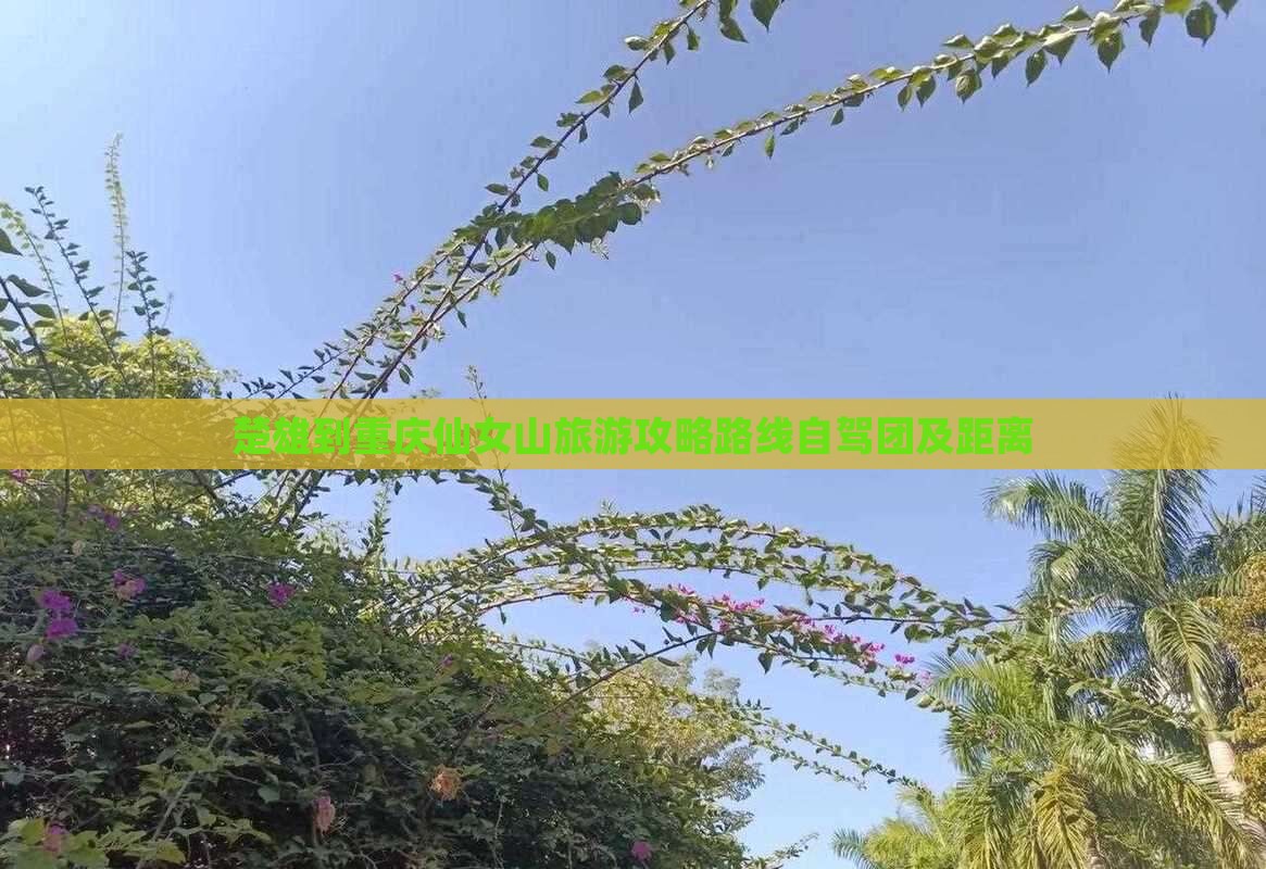 楚雄到重庆仙女山旅游