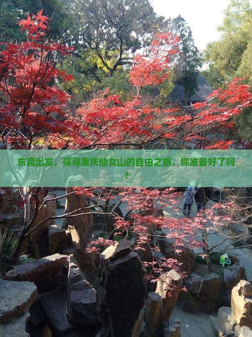 东莞到重庆仙女山自由团