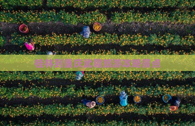 桂林到重庆武隆景点