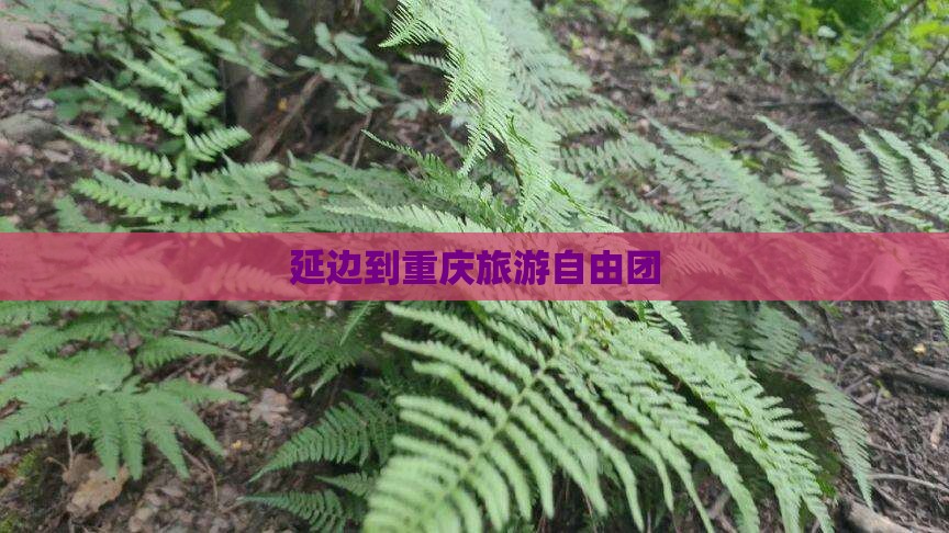 延边到重庆自由团