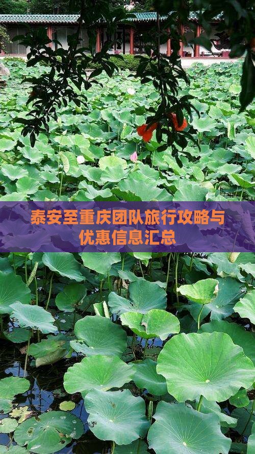 泰安至重庆团队旅行攻略与优惠信息汇总