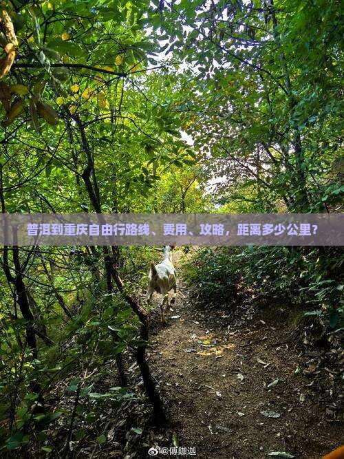 普洱到重庆自由行
