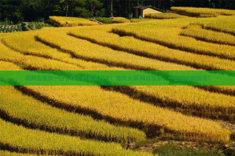 衢州去重庆一日