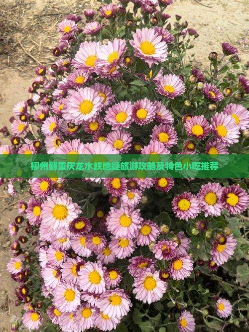 柳州到重庆龙水峡地缝旅游攻略及特色小吃推荐