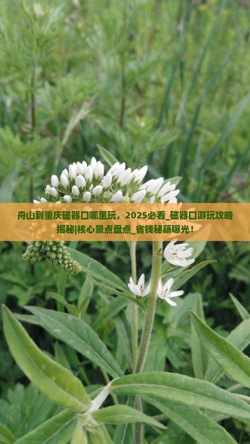 舟山到重庆磁器口哪里玩