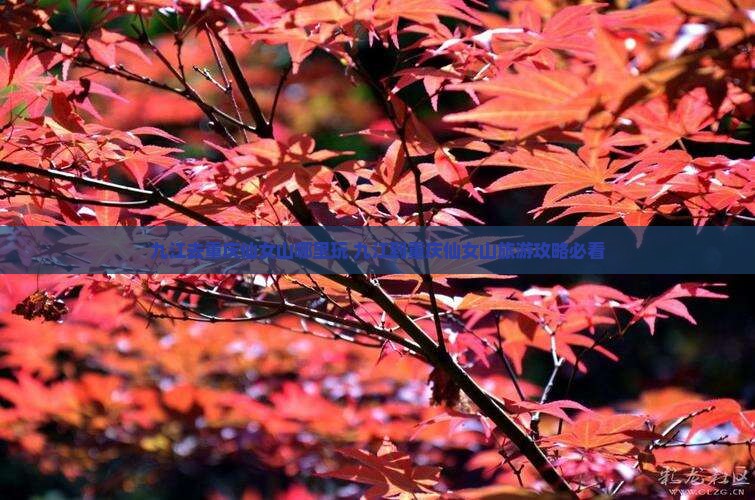 九江去重庆仙女山哪里玩
