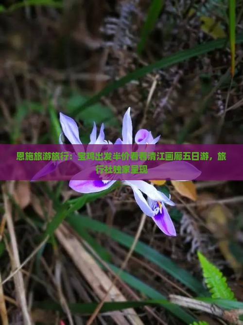 恩施旅游旅行：宝鸡出发半价看看清江画廊五日游，旅行社独家呈现