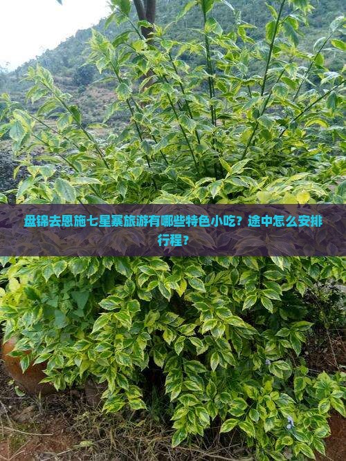 盘锦去恩施七星寨旅游有哪些特色小吃？途中怎么安排行程？
