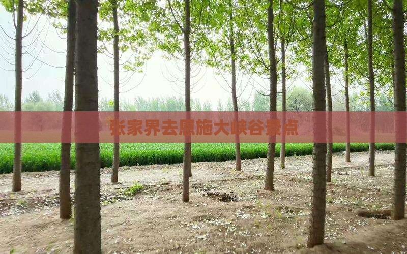 张家界去恩施大峡谷景点