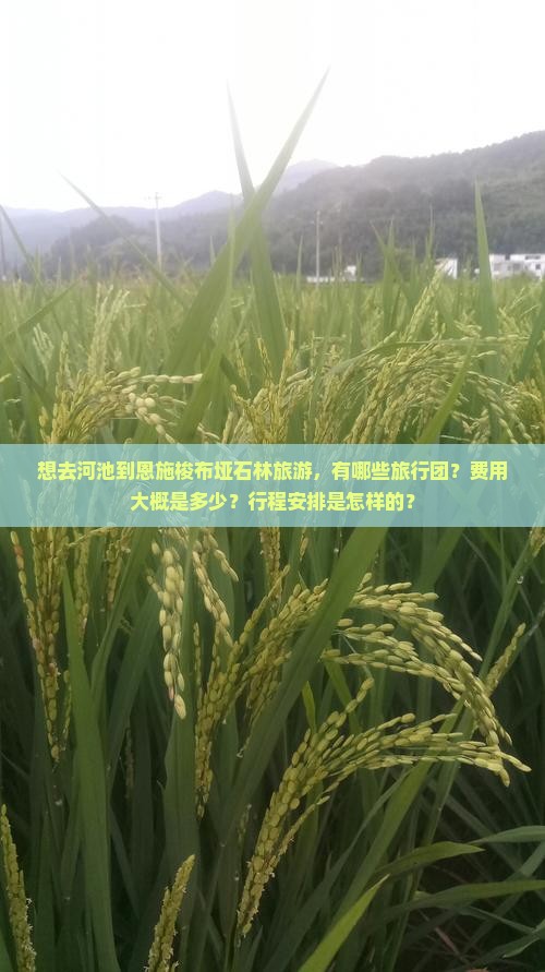 想去河池到恩施梭布垭石林旅游，有哪些旅行团？费用大概是多少？行程安排是怎样的？