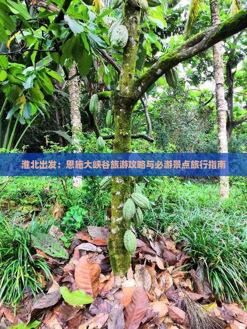 淮北出发：恩施大峡谷旅游攻略与必游景点旅行指南