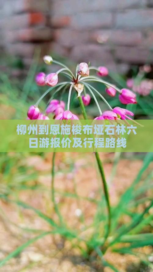 柳州到恩施梭布垭石林六日游报价及行程路线