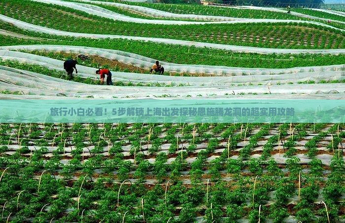 旅行小白必看！5步解锁上海出发探秘恩施腾龙洞的超实用攻略
