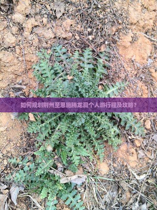 如何规划荆州至恩施腾龙洞个人游行程及攻略？