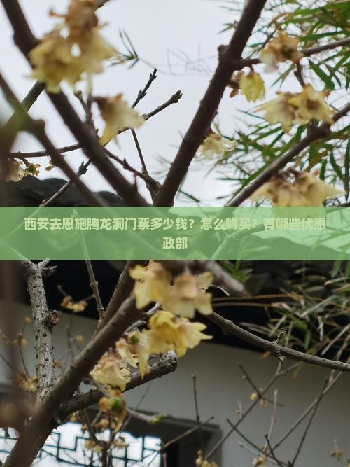 西安去恩施腾龙洞门票多少钱？怎么购买？有哪些优惠政部