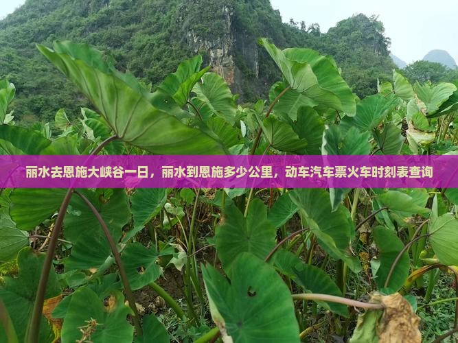 丽水去恩施大峡谷一日