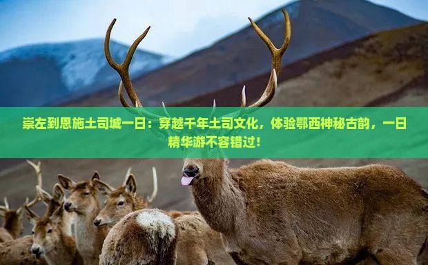 崇左到恩施土司城一日