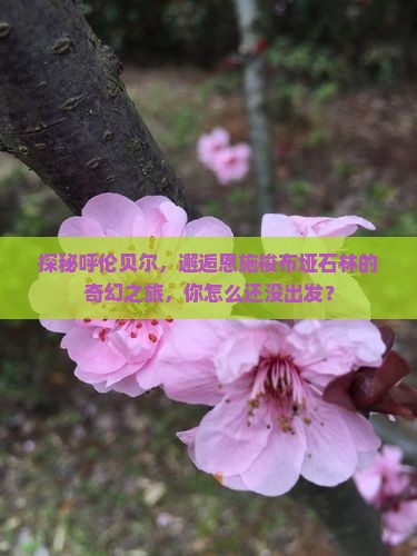 呼伦贝尔去恩施梭布垭石林攻略