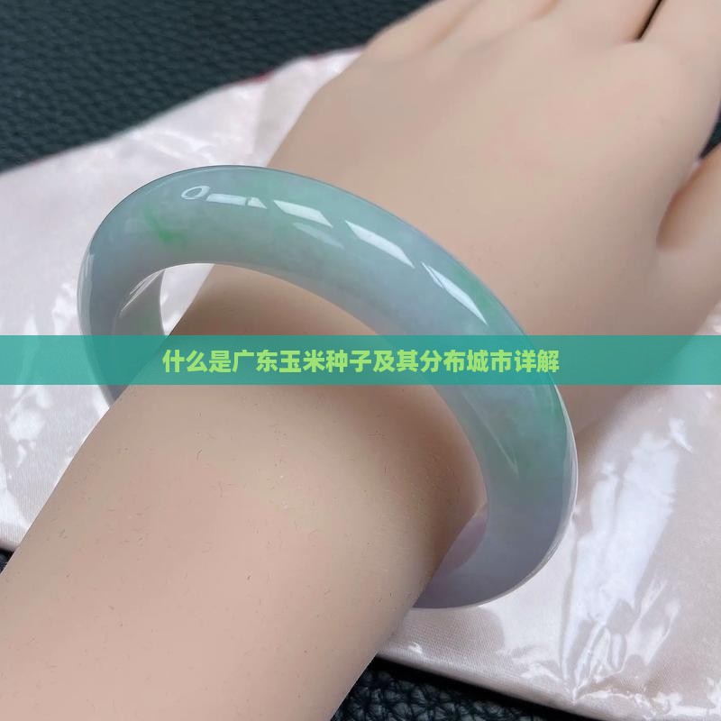 什么是广东玉米种子及其分布城市详解