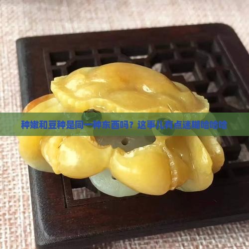 种嫩跟豆种是一回事吗