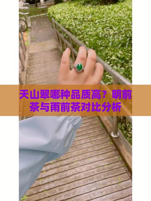 天山翠哪种品质高？明前茶与雨前茶对比分析