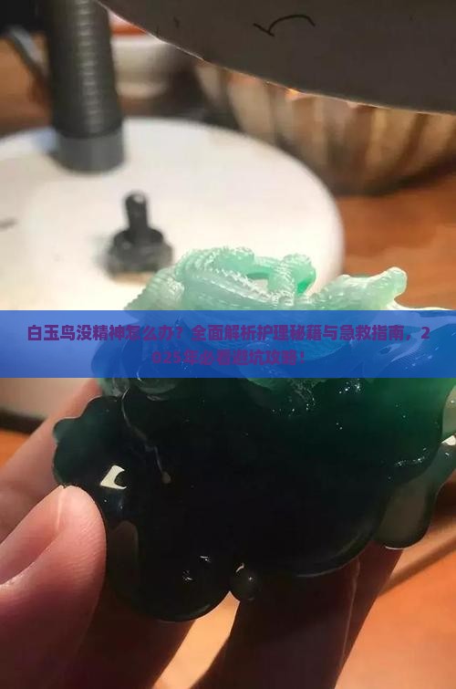 白玉鸟没精神怎么办