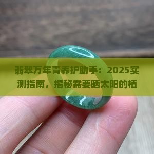翡翠万年青需要晒太阳吗
