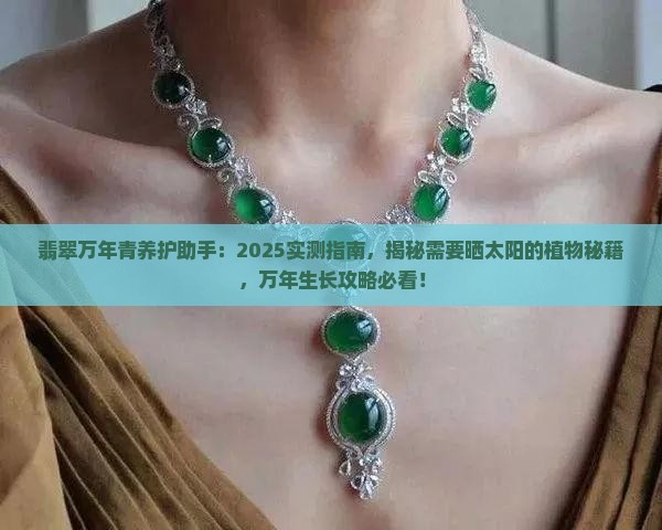 翡翠万年青需要晒太阳吗