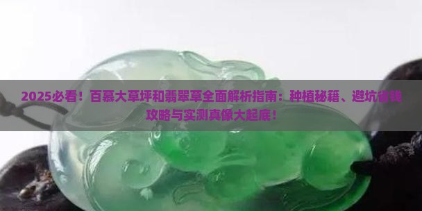 百慕大草坪和翡翠草