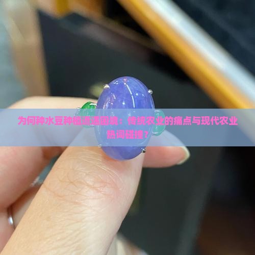 为何种水豆种植遭遇困境：传统农业的痛点与现代农业热词碰撞？