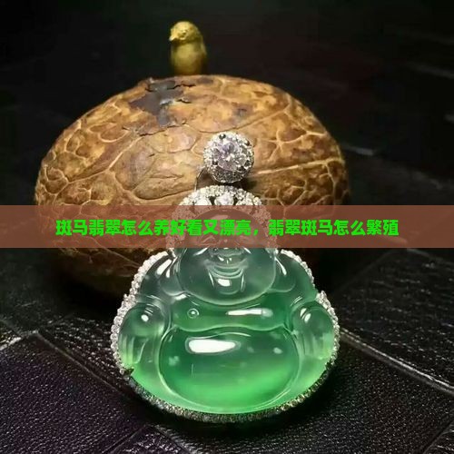 斑马翡翠怎么养好看又漂亮
