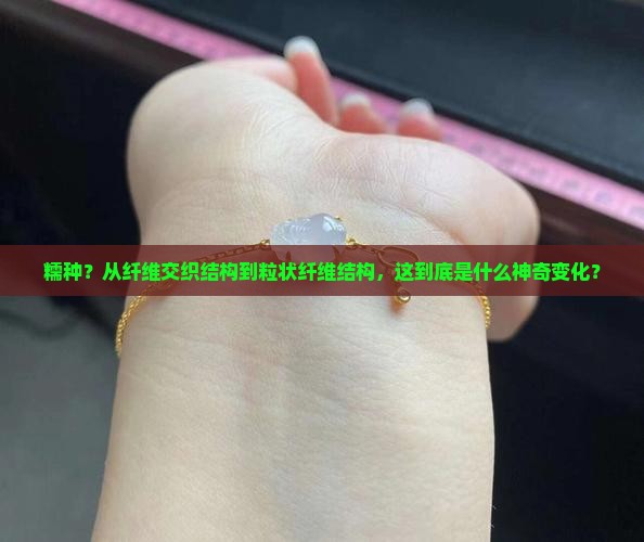 纤维交织结构至粒状纤维结构是糯种吗