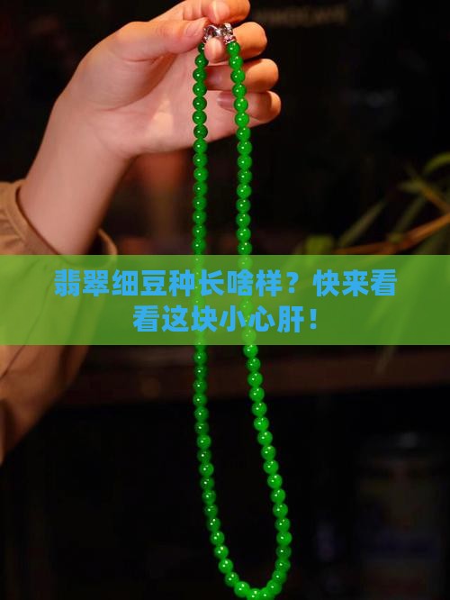 翡翠细豆种什么样