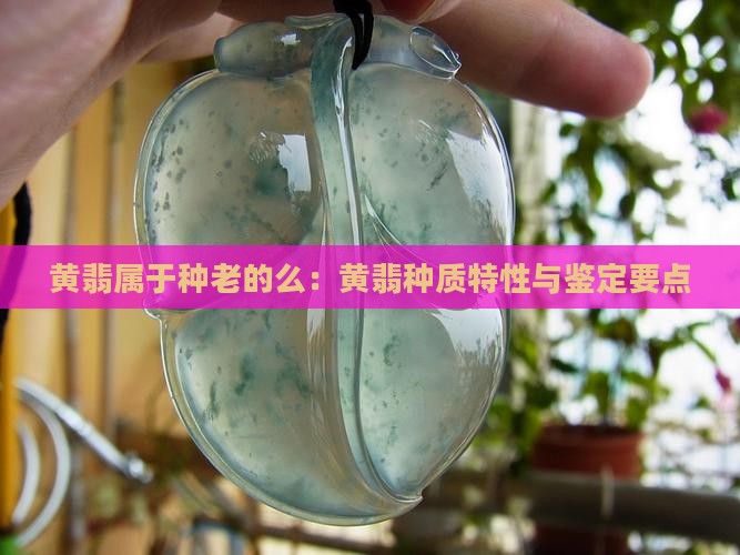 黄翡属于种老的么：黄翡种质特性与鉴定要点