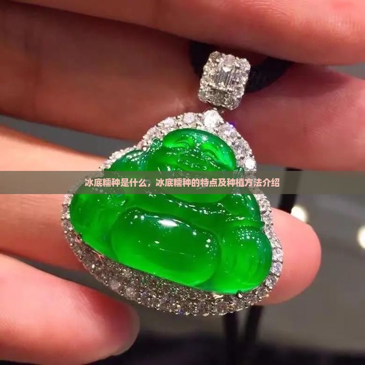 冰底糯种是什么，冰底糯种的特点及种植方法介绍