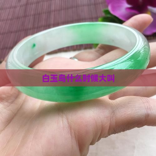 白玉鸟什么时候大叫
