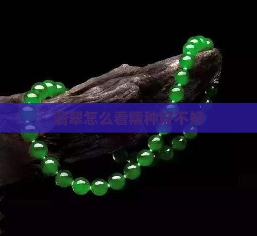 翡翠怎么看糯种好不好 翡翠怎么看糯种好不好