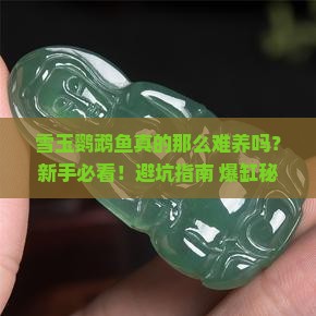 雪玉鹦鹉鱼