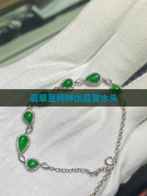 翡翠豆种种出晶莹水头