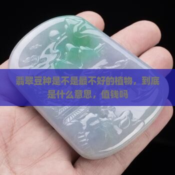 翡翠豆种是不是最不好的植物，到底是什么意思，值钱吗