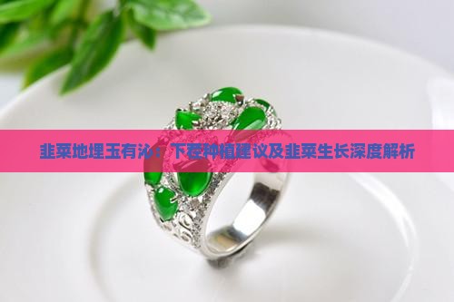 韭菜地埋玉有沁：下茬种植建议及韭菜生长深度解析