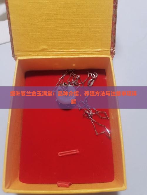 细叶寒兰金玉满堂