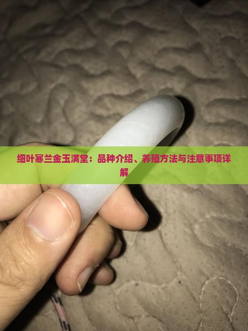 细叶寒兰金玉满堂